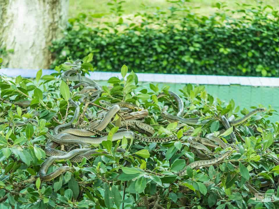 dong tam snake